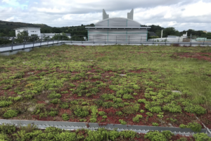 Example of one of Edinburgh Universities extensive sedum type green roofs, Noreen and Kenneth Murray library.