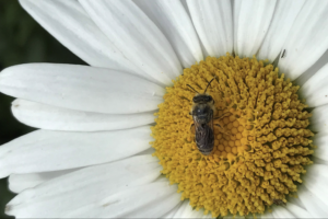 Possible Halictidae bee found during data collection on one of the intensive green roofs in Edinburgh.