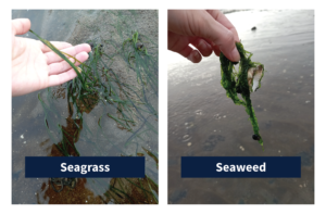 Seagrass vs seaweed