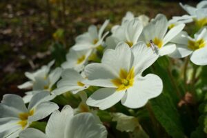 Common primrose - Image by Mabel Amber from Pixabay