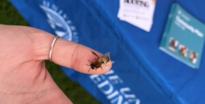 Bee at Meadows Festival