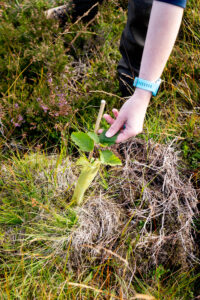 Photograph showing a young tree and a person's hand holding a leaf