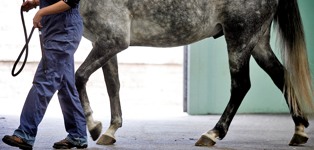 distance equine phd