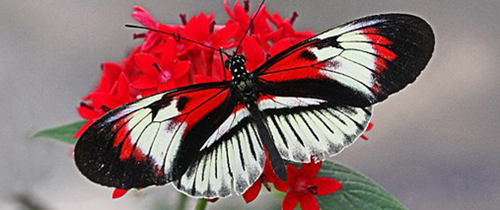 buttefly (002) crop