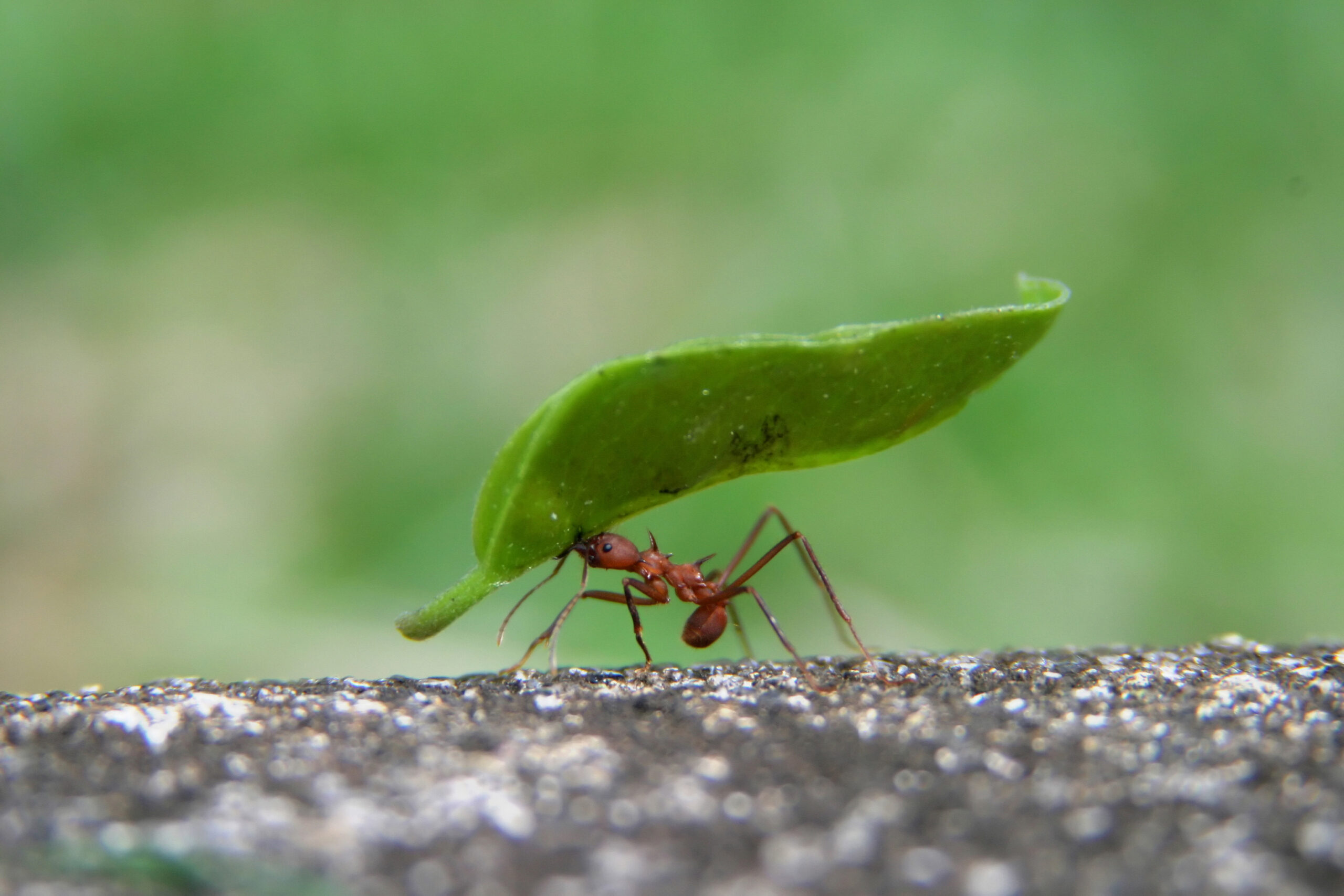 Leaf Cuuter Ant