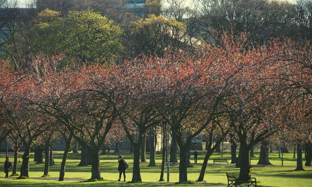 Photograph looking towards Edinburgh University Main Library from the Meadows