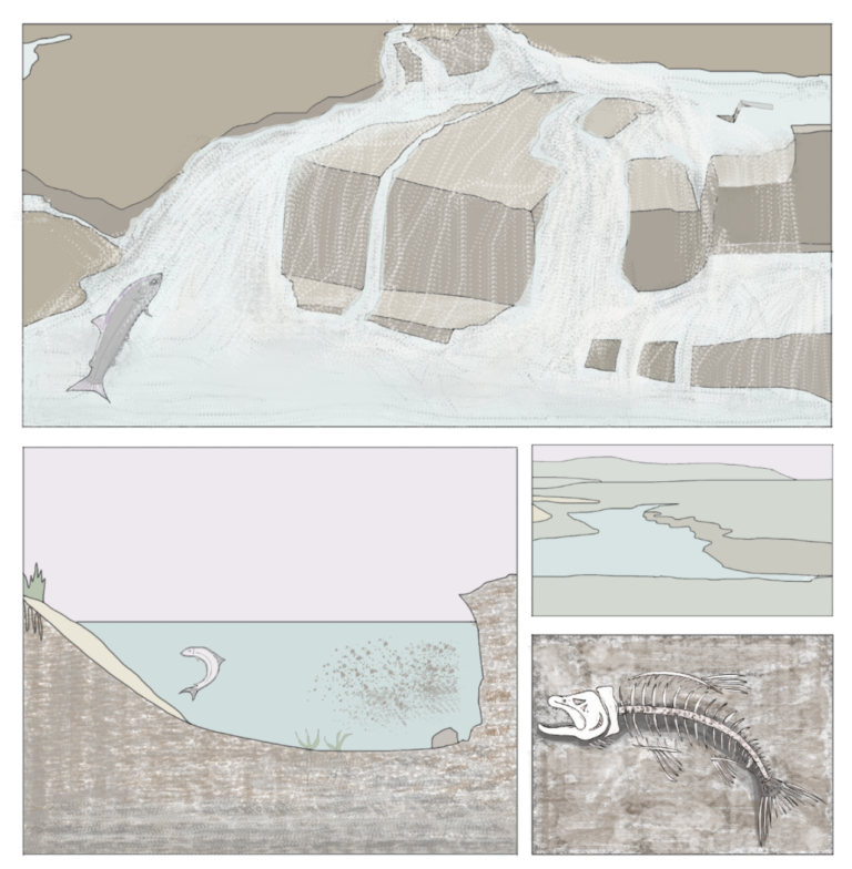 Architectural drawings of the erosion of a coastline with images of dead fish