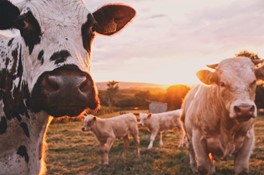 photography of cows in a field at sunset