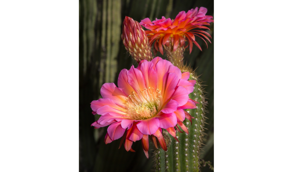 Cactus flower