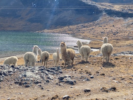 Andean llamas on the rocky shore of a water body.