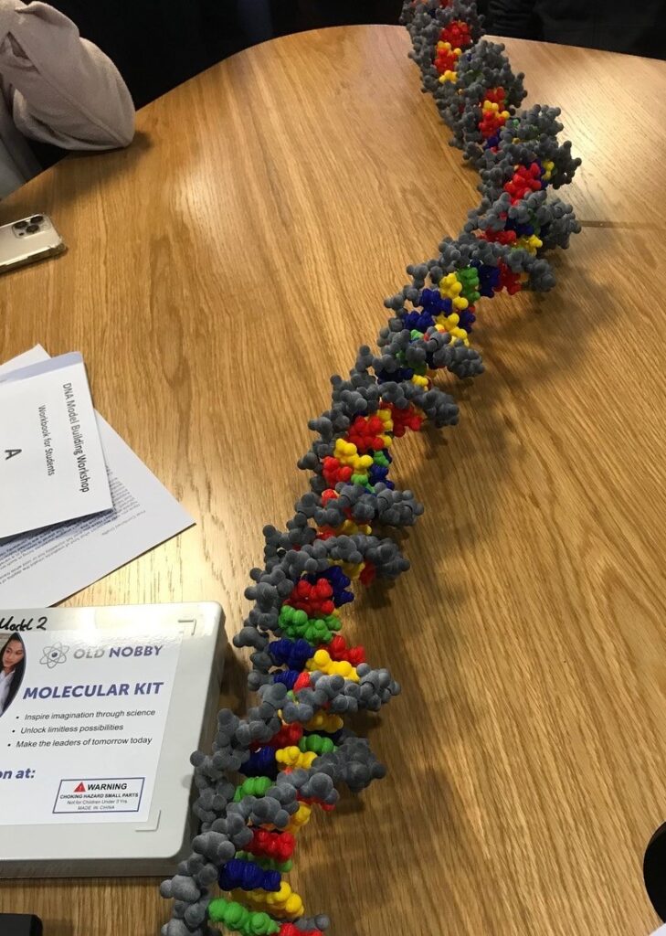 DNA model built using £S printed units