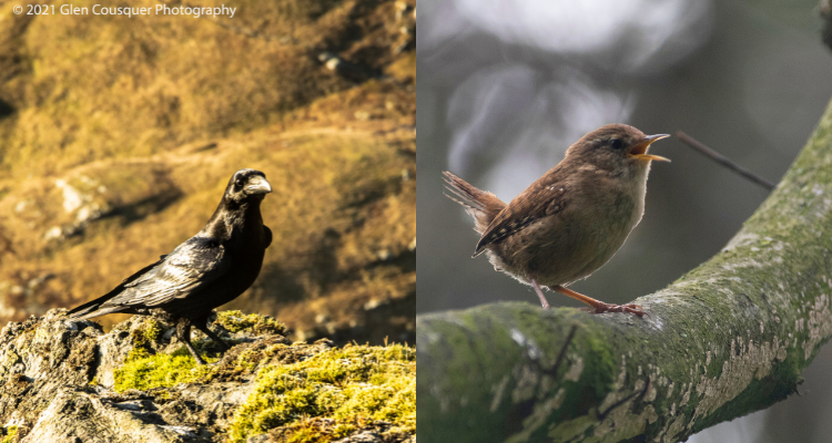 A collage showing photographs of raven on a rock and wren on a tree singing