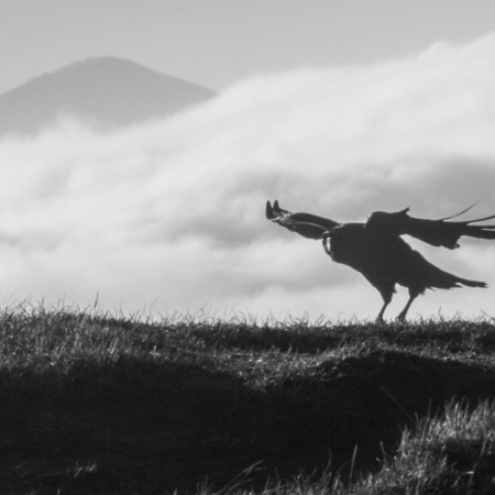 Photograph of a raven taking off