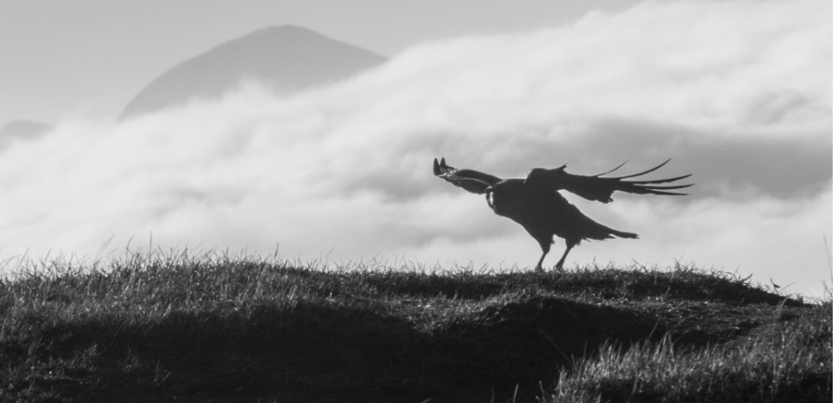 Photograph of a raven taking off