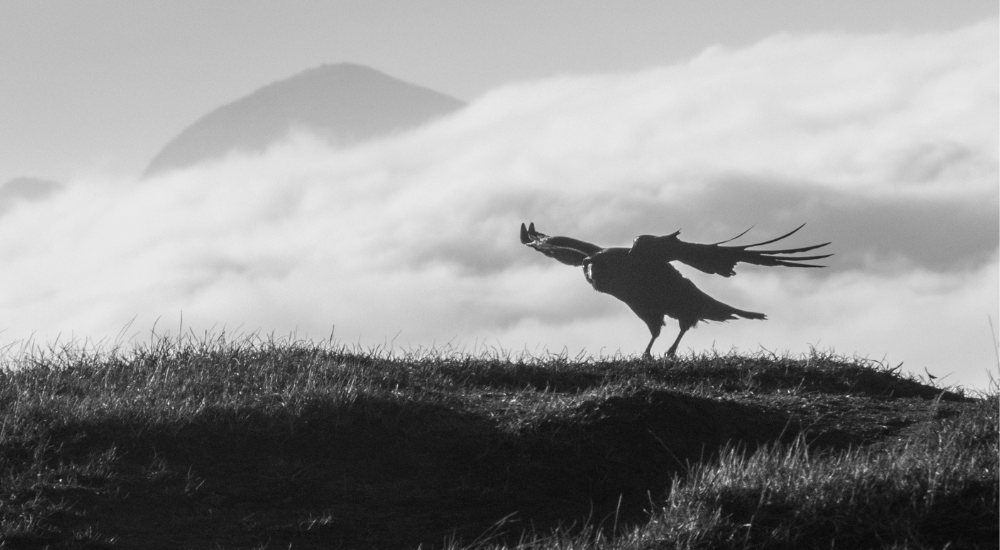 Photograph of a raven taking off