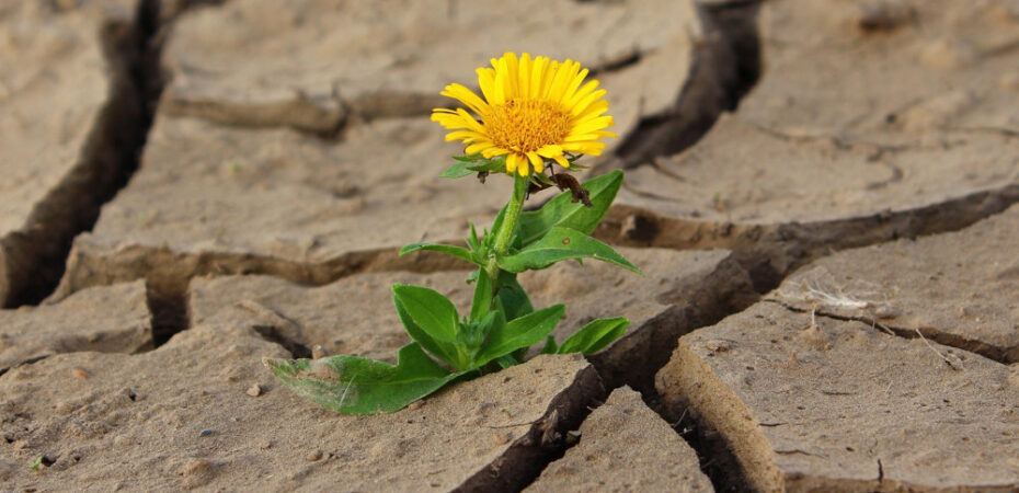 A dandelion growing on a parched land