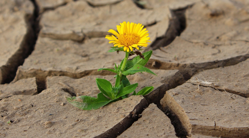 A dandelion growing on a parched land