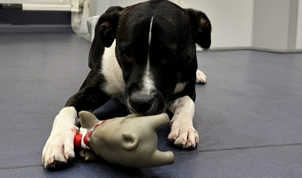 a photograph of a dog playing with at toy