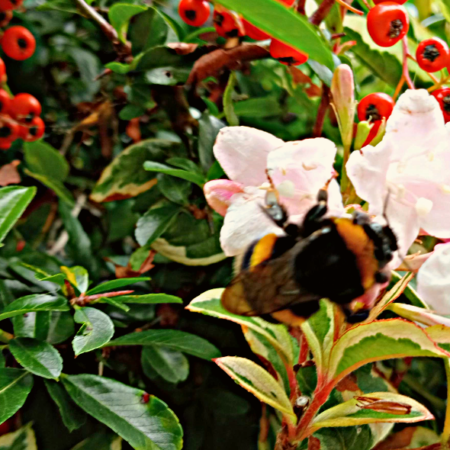 A photograph of honey bee in a flower with a backdrop of green foliage and red fruits