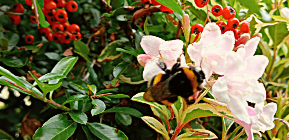 A photograph of honey bee in a flower with a backdrop of green foliage and red fruits