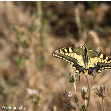 Photograph of a snowtail butterfly by the author Gloen