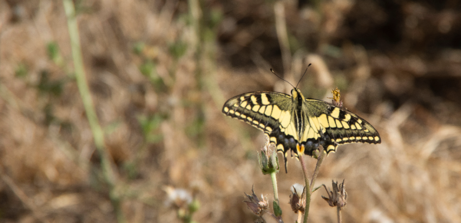 Photograph of a snowtail butterfly by the author Gloen