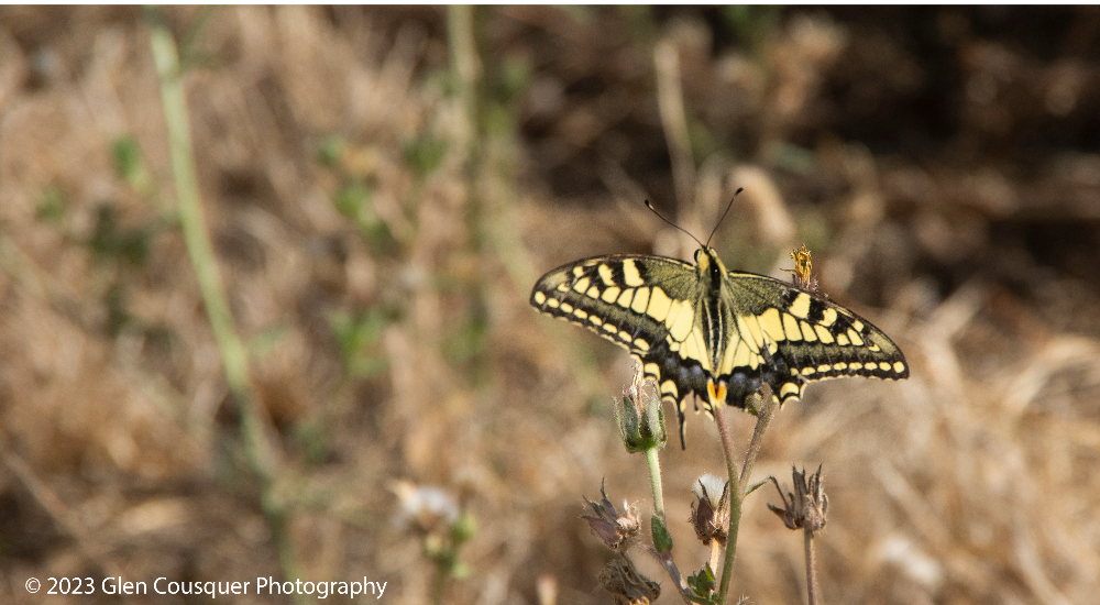 Photograph of a swallow tail butterfly by author Glen Cousquer