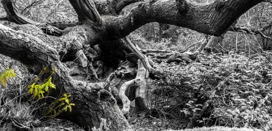 Fallen oak tree with new spring growth