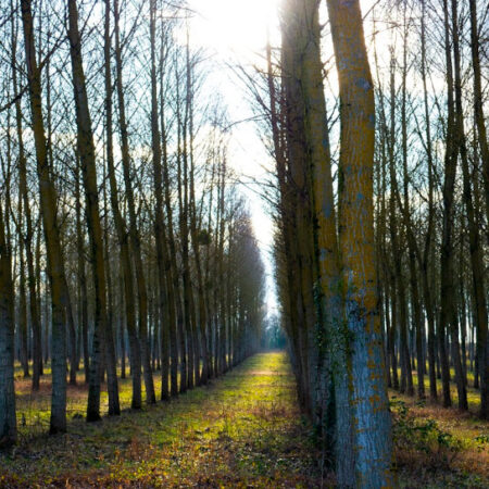 Photo of trees in straight line