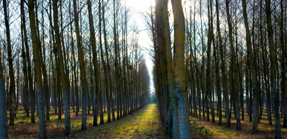 Photo of trees in straight line