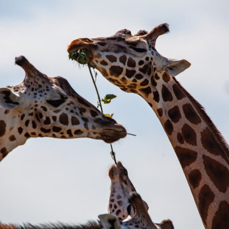 Photo of three giraffes eating leaves from a branch