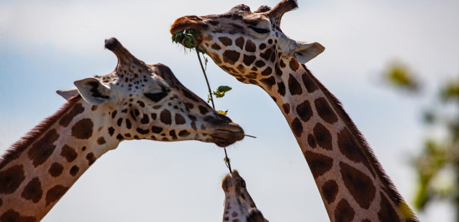 Photo of three giraffes eating leaves from a branch