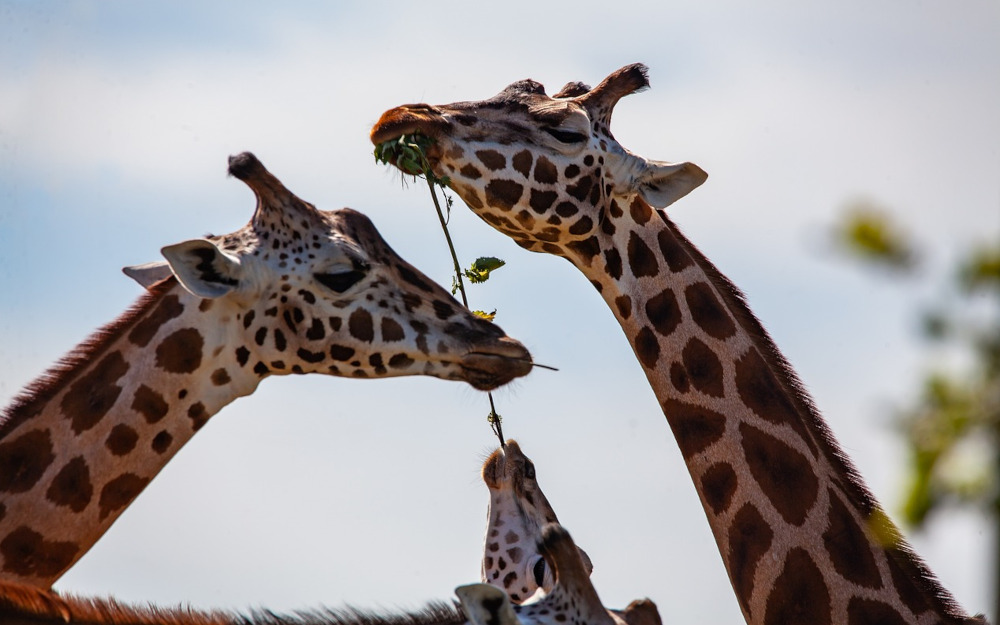 Photo of three giraffes eating leaves from a branch