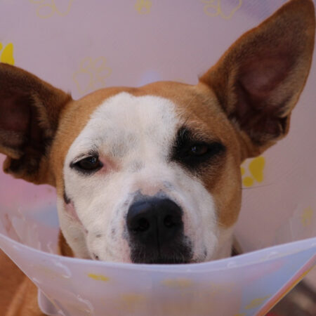 Photo of dog at vets with head cone