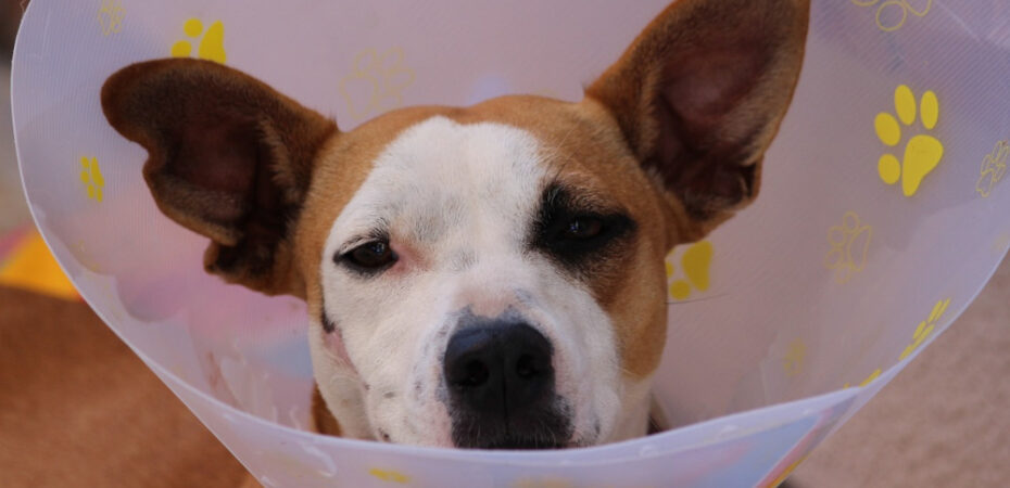 Photo of dog at vets with head cone