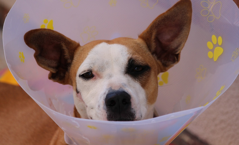 Photo of dog at vets with head cone