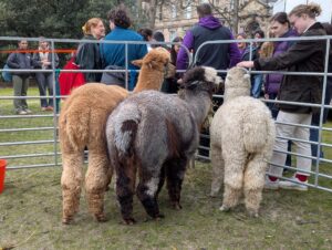 Photo of Alpacas at Alpaca Pal session