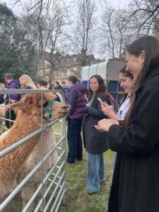 Students petting Alpacas at Alpaca Pals session