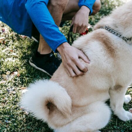 Faceless owner caressing fluffy dog on lawn