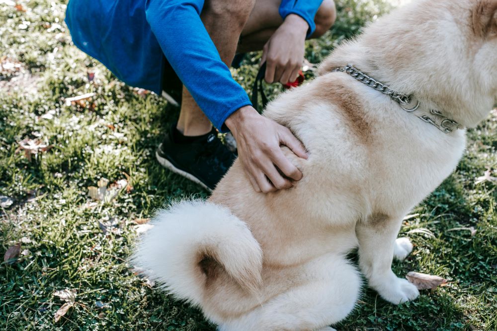 Faceless owner caressing fluffy dog on lawn