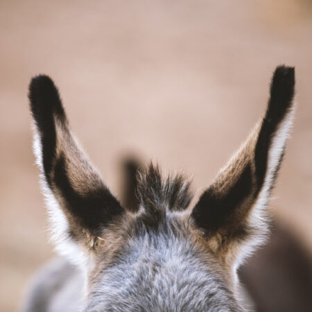 Photo of donkey's ears