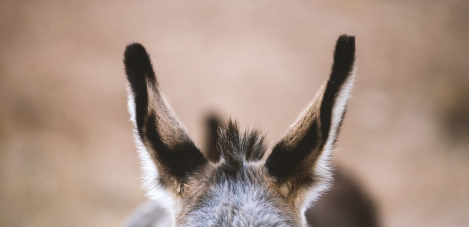 Photo of donkey's ears