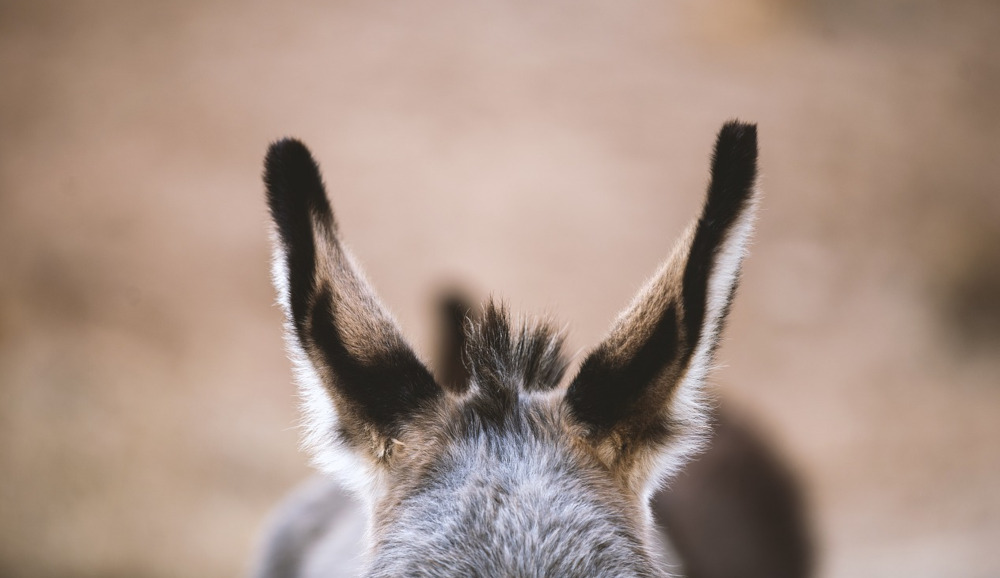 Photo of donkey's ears