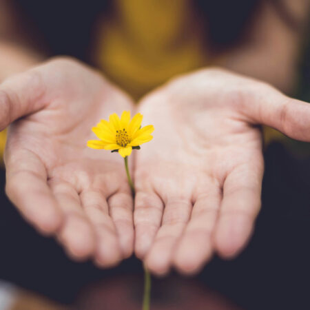 Photo of two hands holding yellow flower