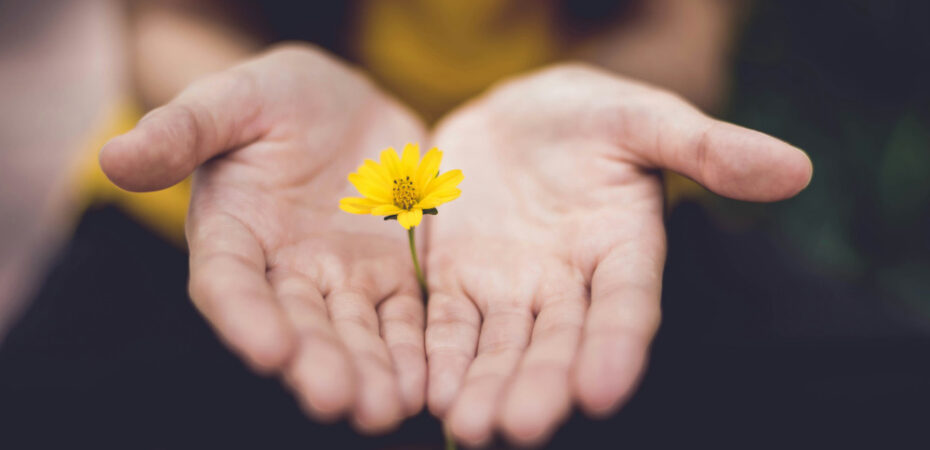 Photo of two hands holding yellow flower