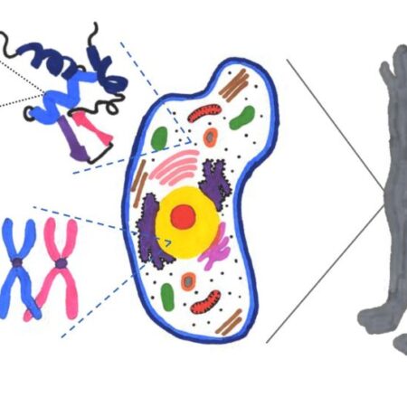 student artwork of wolf and DNA