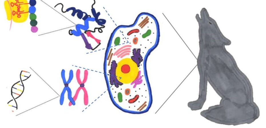 student artwork of wolf and DNA