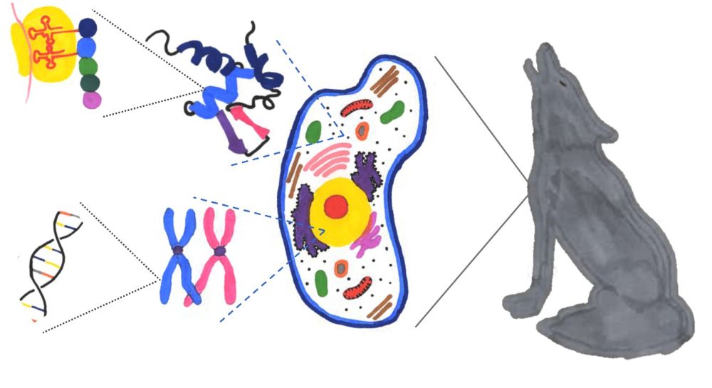 student artwork of wolf and DNA