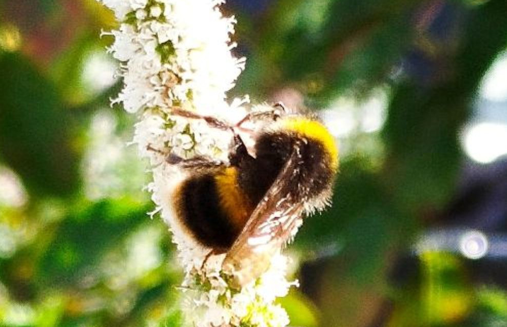 Close-up photo of a bee on a flower stem