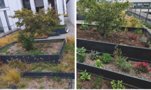 A photo showing the rooftop garden before and after renovation
